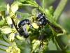 Andrena sp.